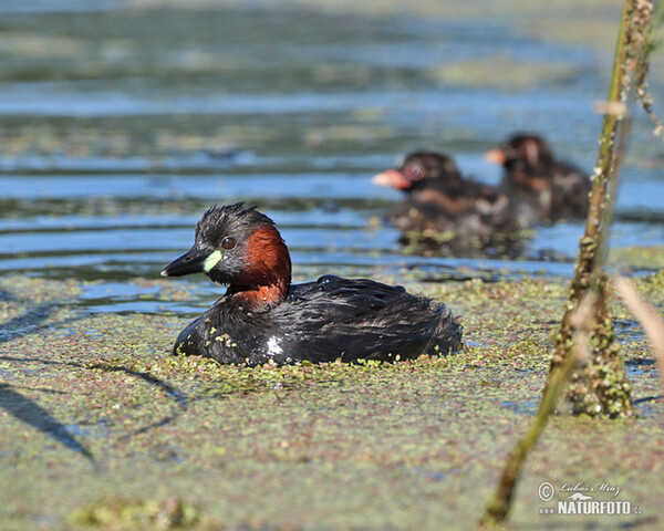 Zwergtaucher (Tachybaptus ruficollis)