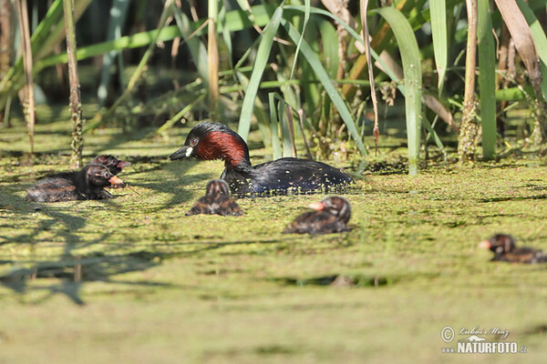 Zwergtaucher (Tachybaptus ruficollis)