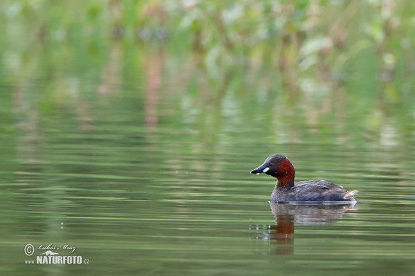 Zwergtaucher (Tachybaptus ruficollis)