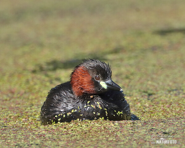 Zwergtaucher (Tachybaptus ruficollis)