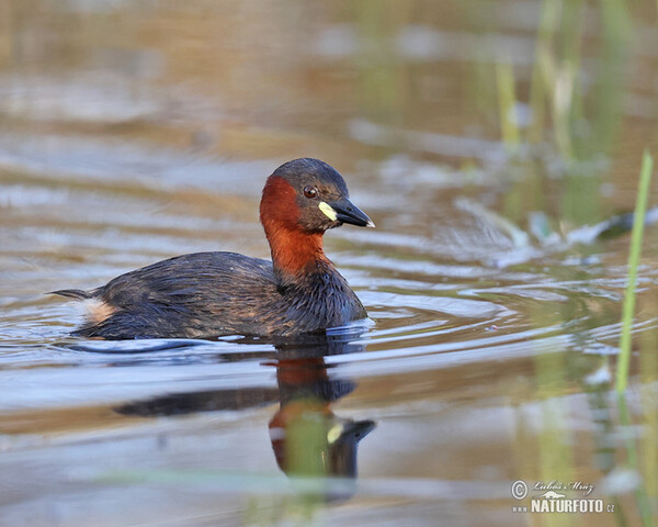 Zwergtaucher (Tachybaptus ruficollis)