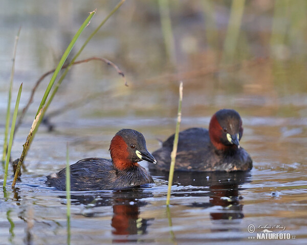 Zwergtaucher (Tachybaptus ruficollis)