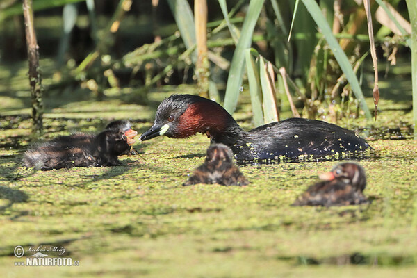 Zwergtaucher (Tachybaptus ruficollis)