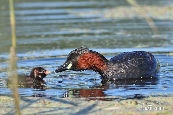 Zwergtaucher (Tachybaptus ruficollis)