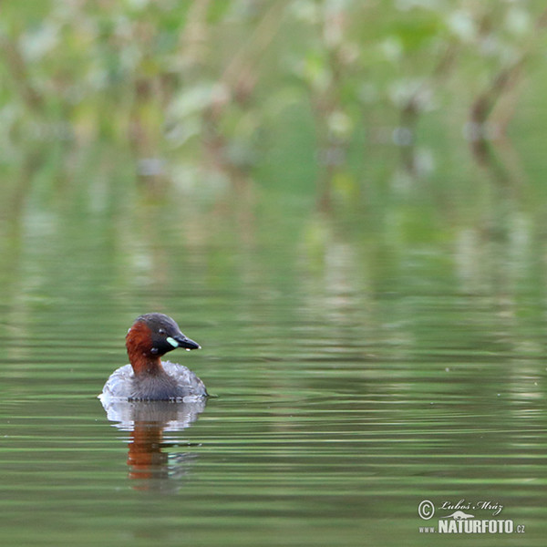 Zwergtaucher (Tachybaptus ruficollis)