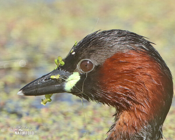 Zwergtaucher (Tachybaptus ruficollis)