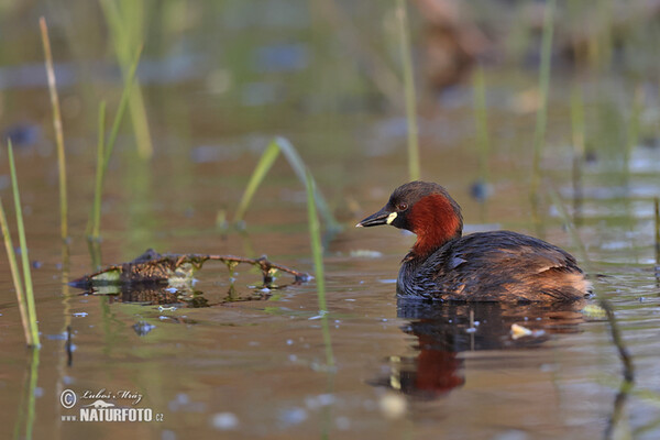 Zwergtaucher (Tachybaptus ruficollis)