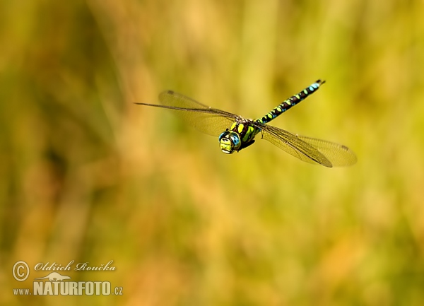 Blaugrüne Mosaikjungfer (Aeshna cyanea)