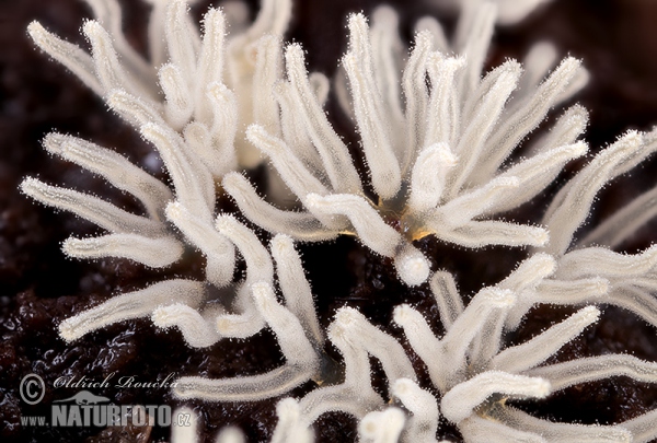 Ceratiomyxa fruticulosa var. descendens (Ceratiomyxa fruticulosa var. descendens)