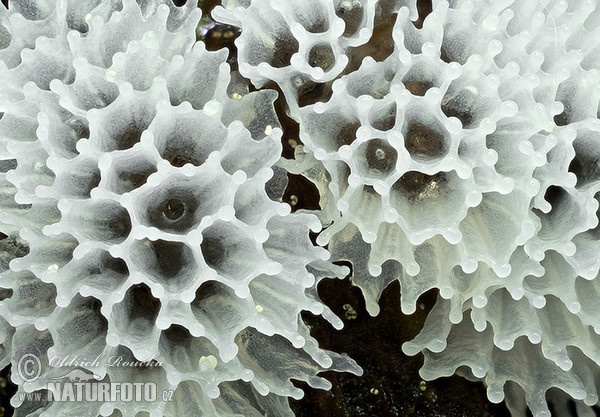 Ceratiomyxa fruticulosa var. porioides (Ceratiomyxa fruticulosa var. porioides)