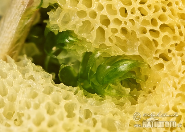 Ceratiomyxa fruticulosa var. porioides (Ceratiomyxa fruticulosa var. porioides)