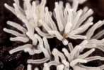 Ceratiomyxa fruticulosa var. descendens