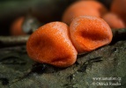 Lycogala terrestre