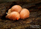 Lycogala terrestre