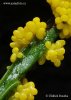 Physarum virescens