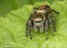 Schwarze Springspinne