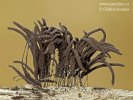 Stemonitis fusca