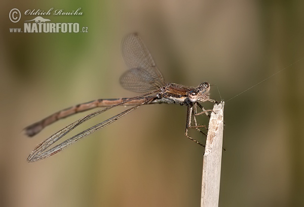 Gemeine Winterlibelle (Sympecma fusca)