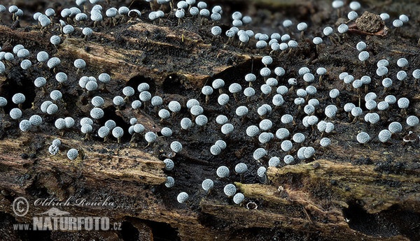 Physarum nutans (Physarum nutans)