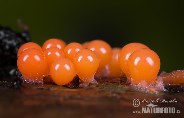 Schleimpilze (Trichia decipiens var. decipiens)