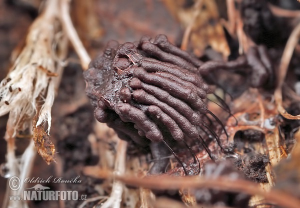 Stemonitis herbatica (Stemonitis herbatica)