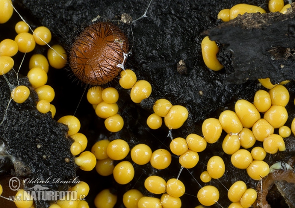 Trichia varia (Trichia varia)