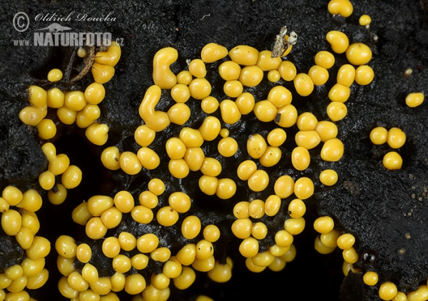 Trichia varia (Trichia varia)