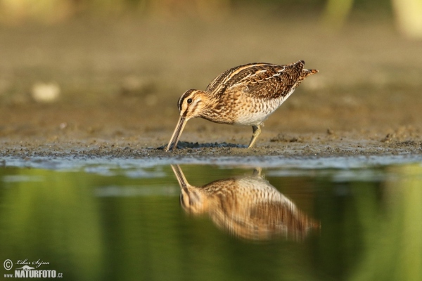 Bekassine (Gallinago gallinago)