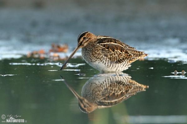 Bekassine (Gallinago gallinago)