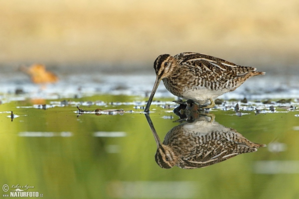 Bekassine (Gallinago gallinago)