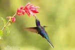 Hummingbird