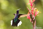 Hummingbird