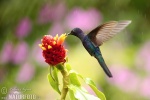 Hummingbird