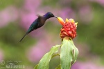 Hummingbird