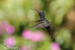 Hummingbird