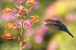 Hummingbird