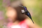 Hummingbird