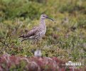 Regenbrauchvogel