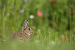 Wildkaninchen