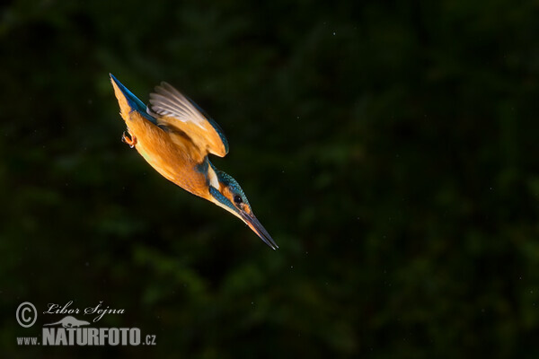 Eisvogel (Alcedo atthis)