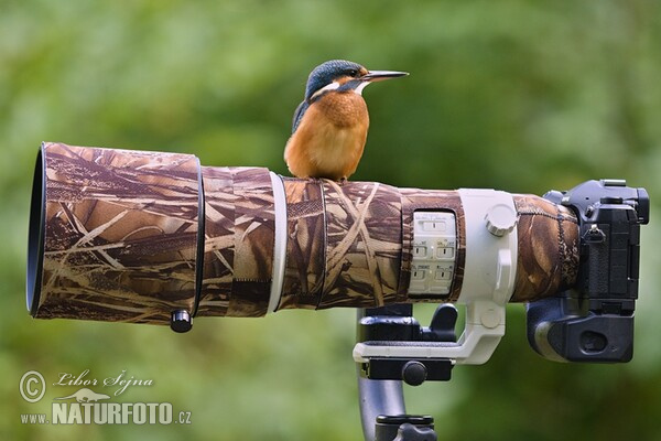 Eisvogel (Alcedo atthis)