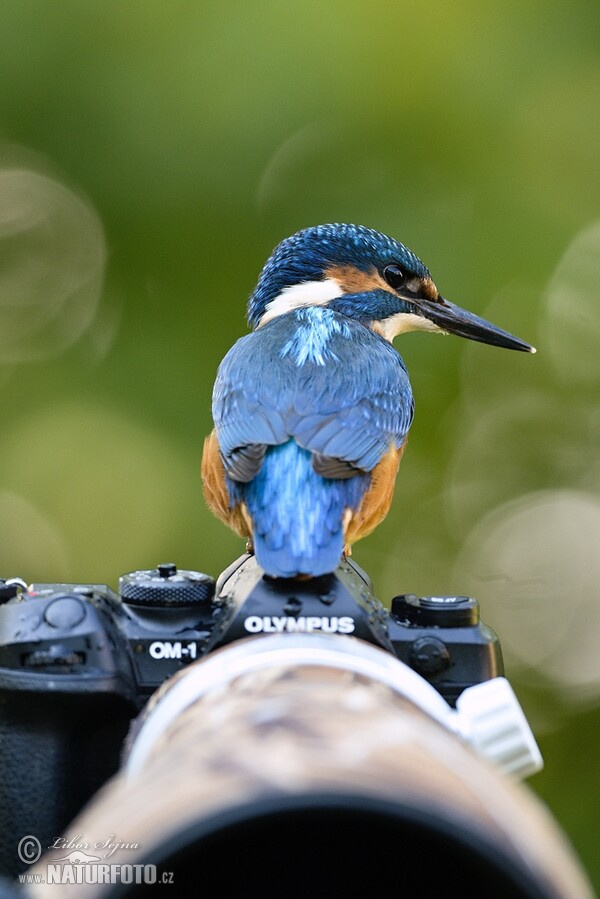 Eisvogel (Alcedo atthis)