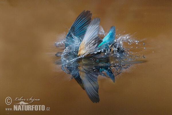 Eisvogel (Alcedo atthis)