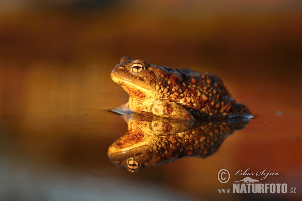 Erdkröte (Bufo bufo)