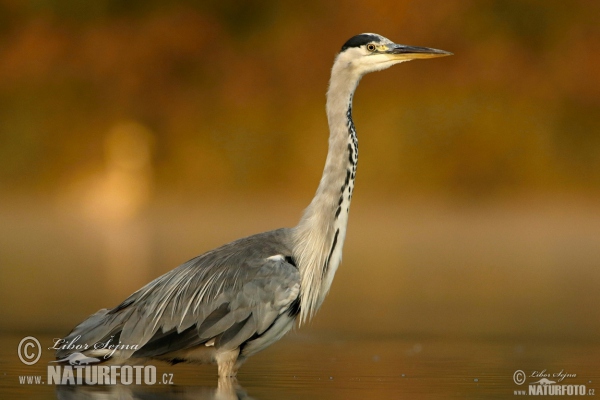 Fischreiher (Ardea cinerea)