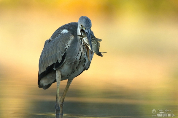 Fischreiher (Ardea cinerea)