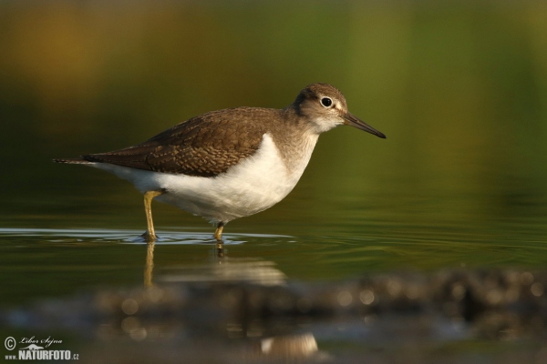 Flußuferiäufer (Actitis hypoleucos)