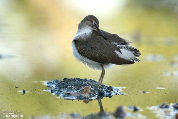 Flußuferiäufer (Actitis hypoleucos)