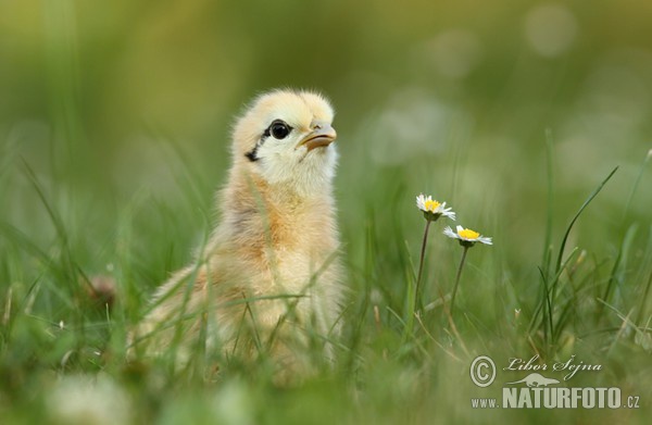 Haushuhn (Gallus domesticus)