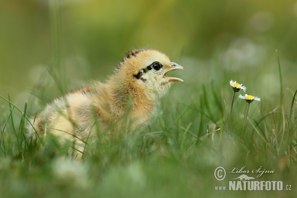 Haushuhn (Gallus domesticus)